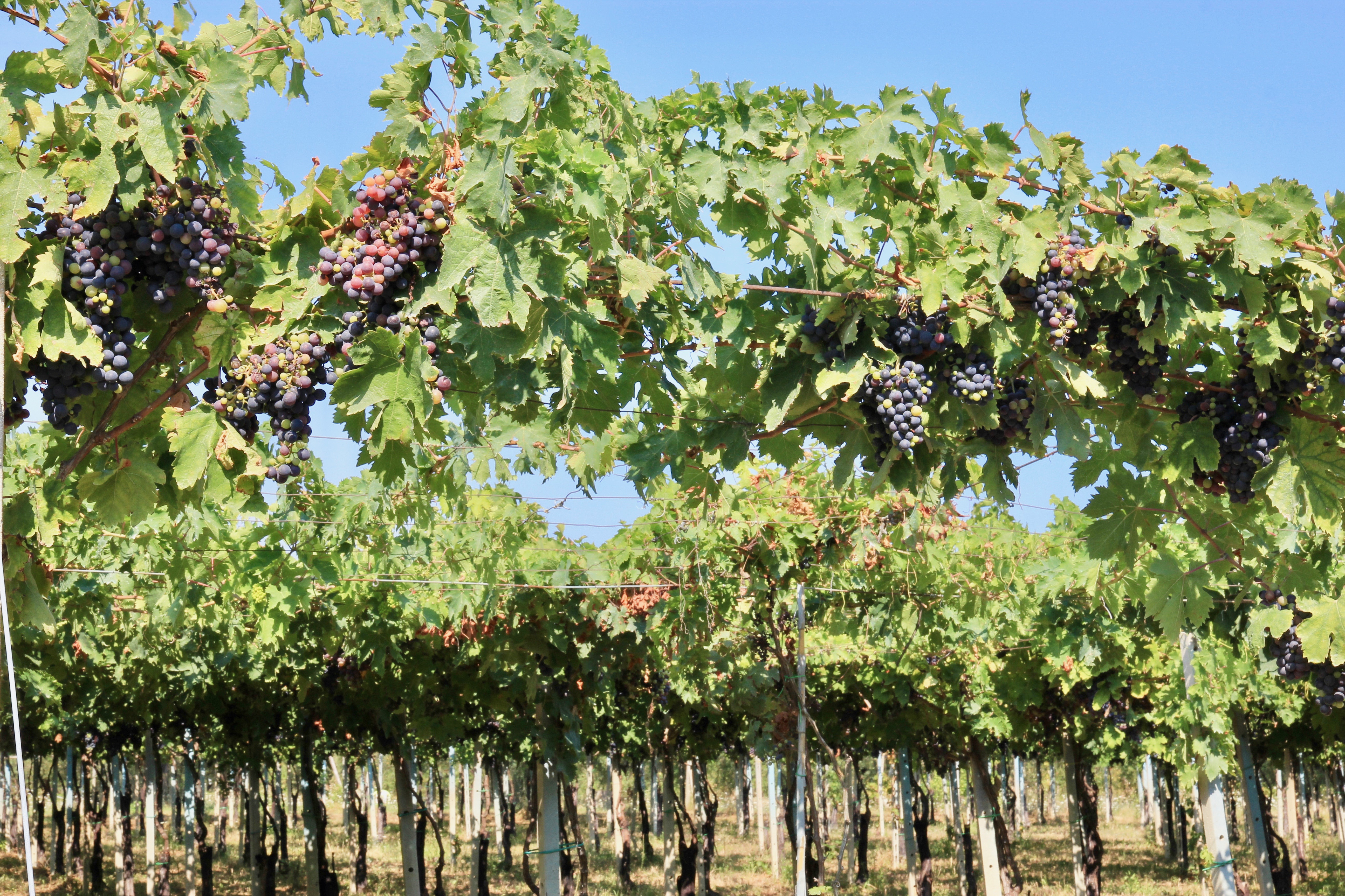 Vigneti di Ortona