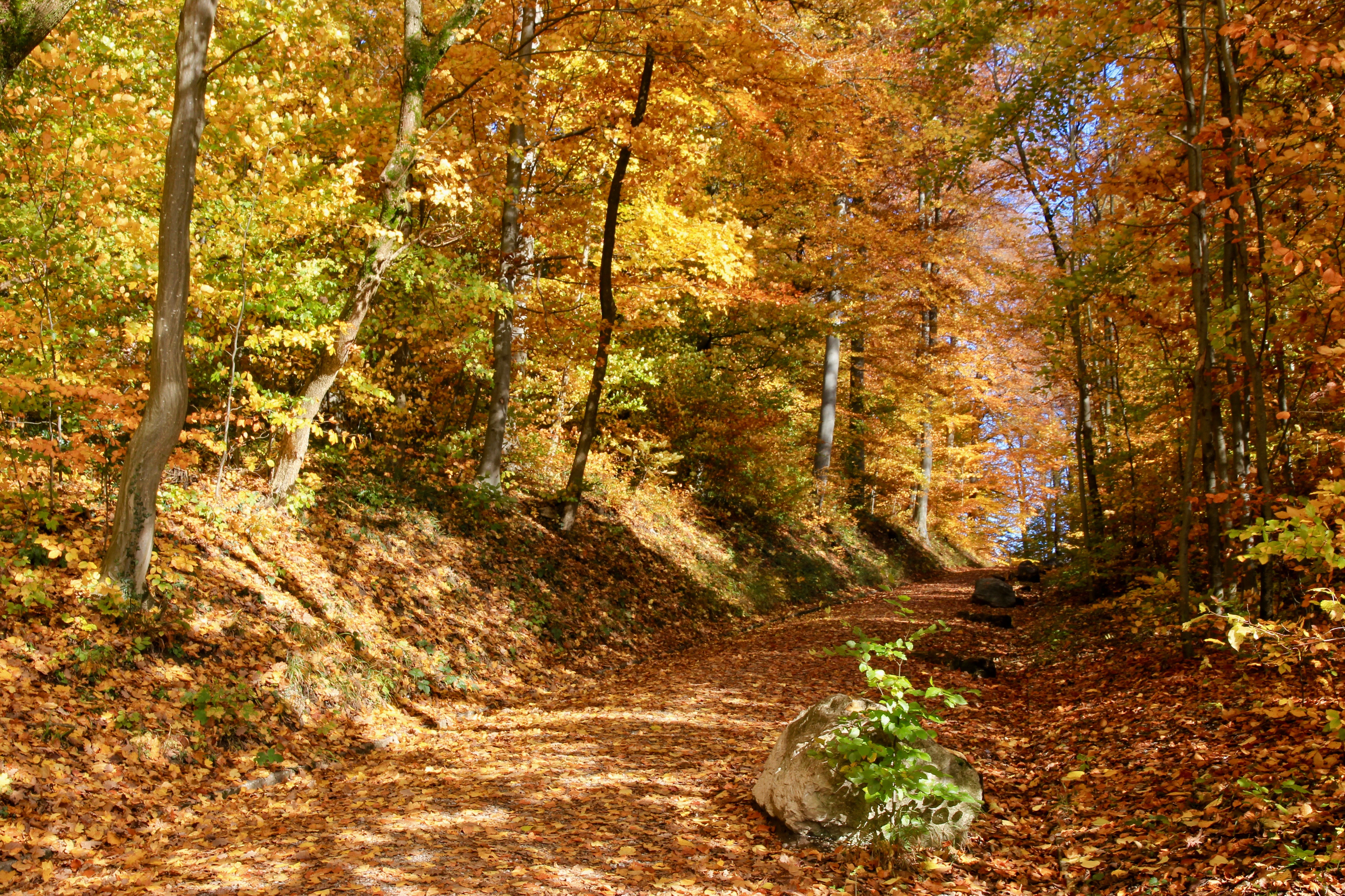 Zurigo in autunno