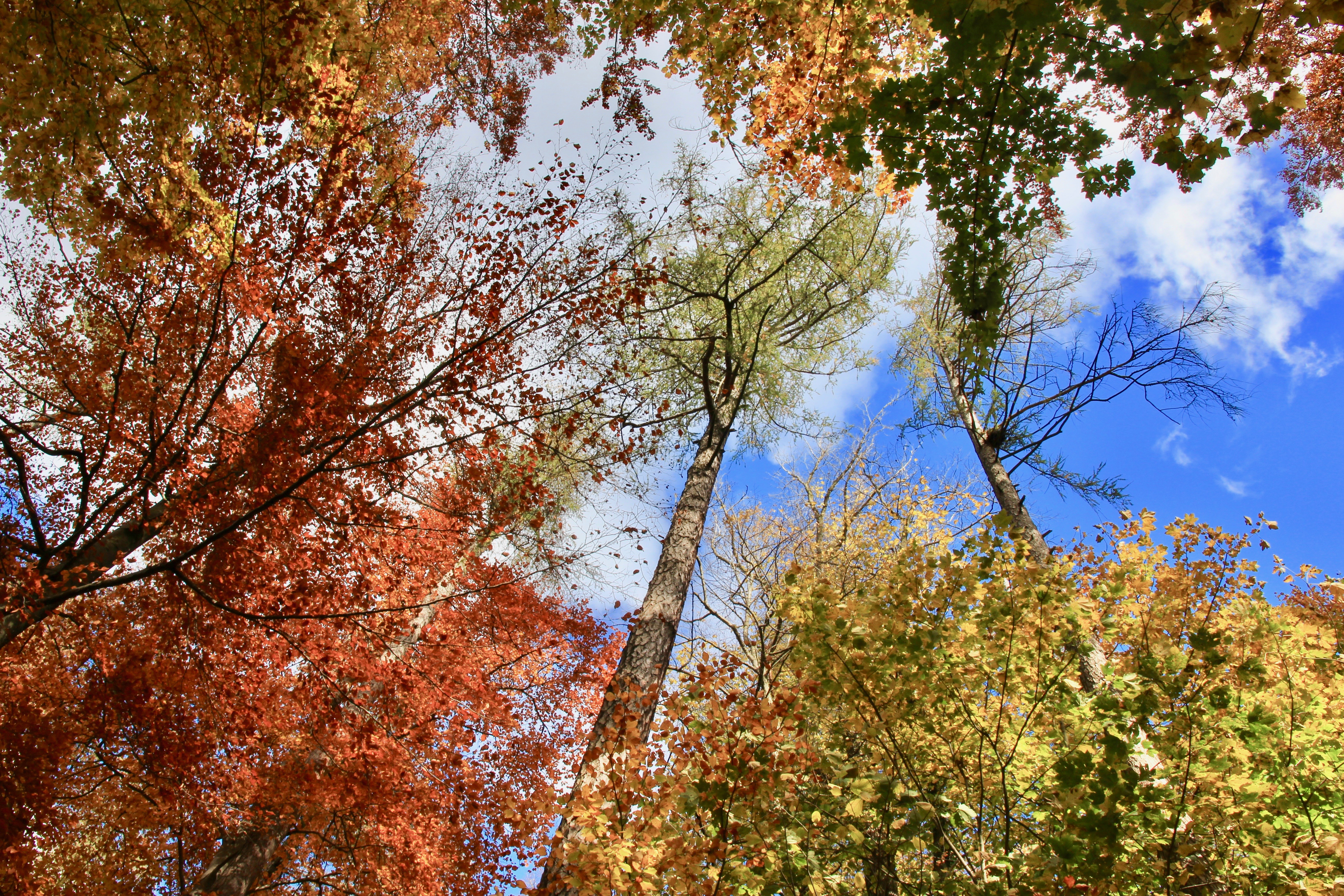 Zürichberg autunno